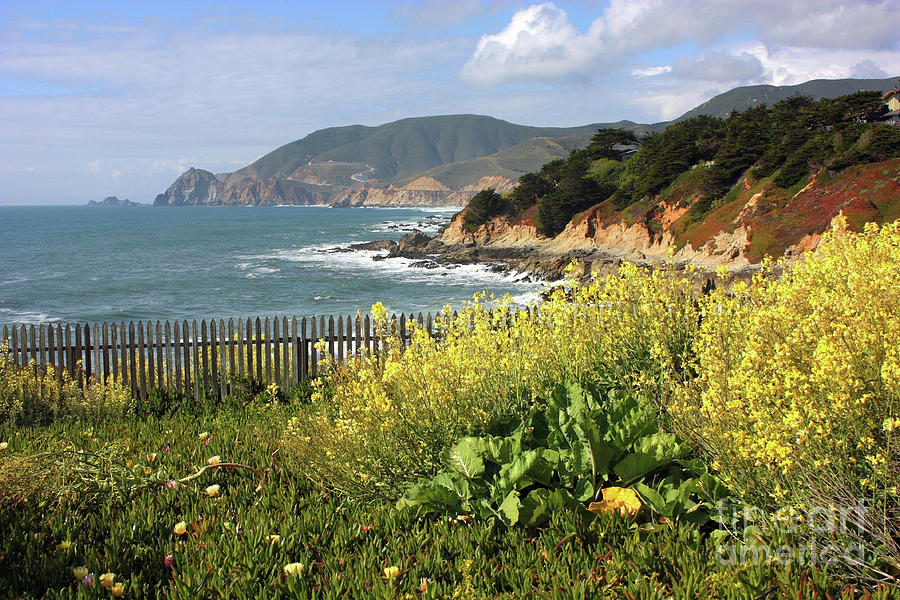 California Coast With Wildflowers And Fence Photograph