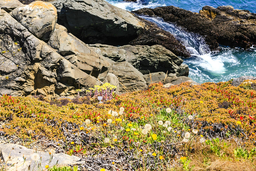 California Coastal Flora Photograph by Chris Smith
