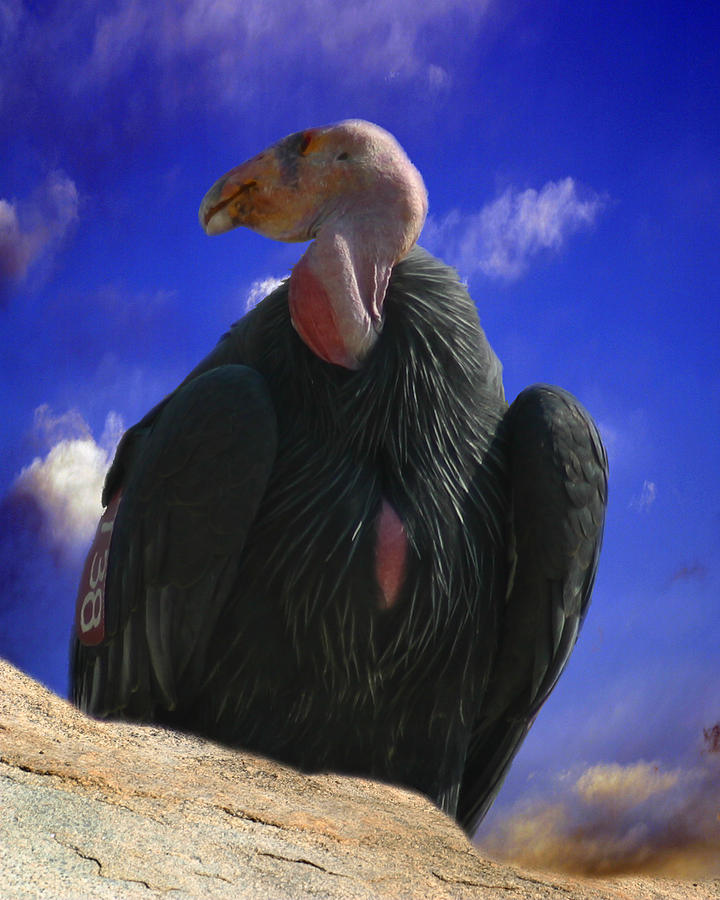 California Condor Photograph by Anthony Jones
