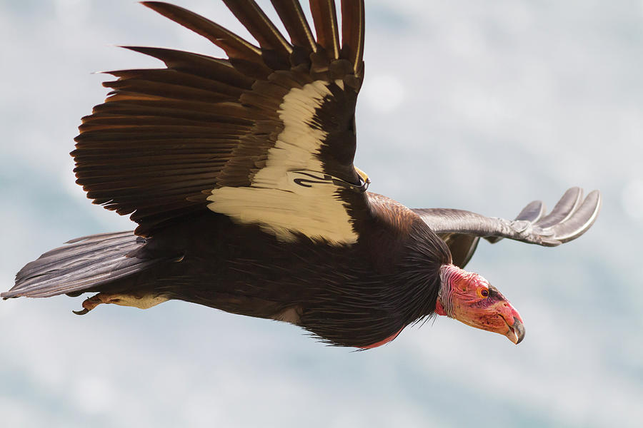 California Condor at Big Sur Photograph by Mark Miller