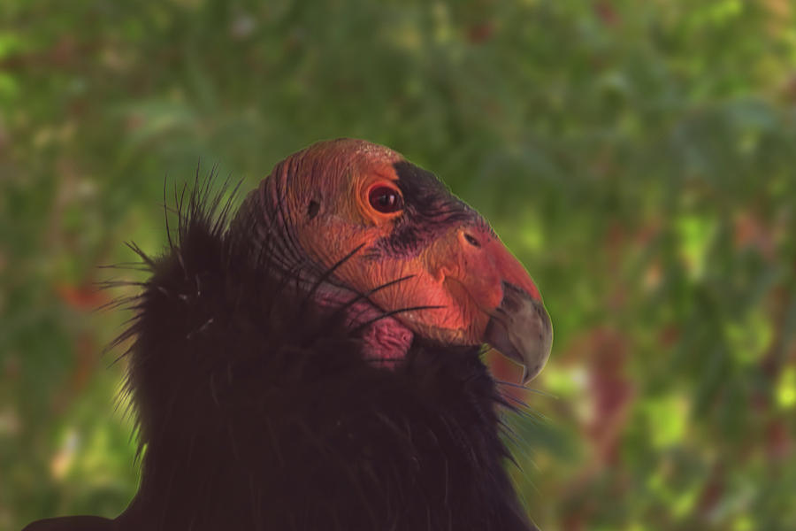 California Condor  Photograph by Brian Cross