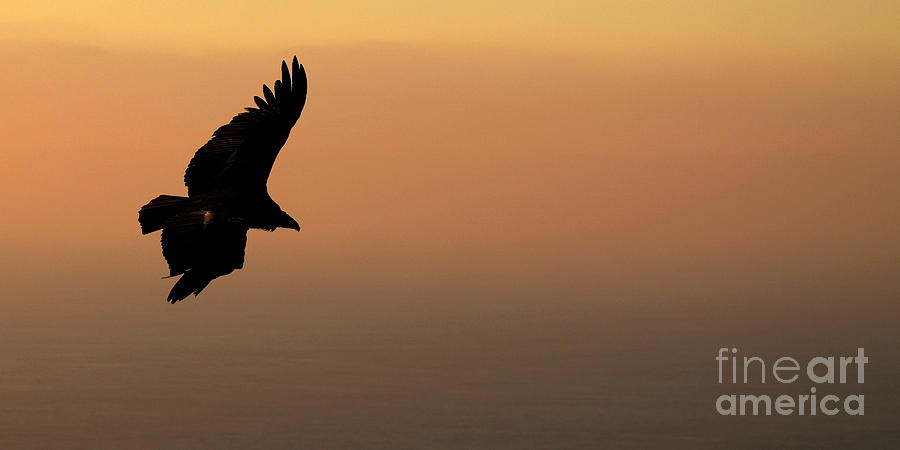Nature Photograph - California Condor Flying Out Of The Darkness by Max Allen