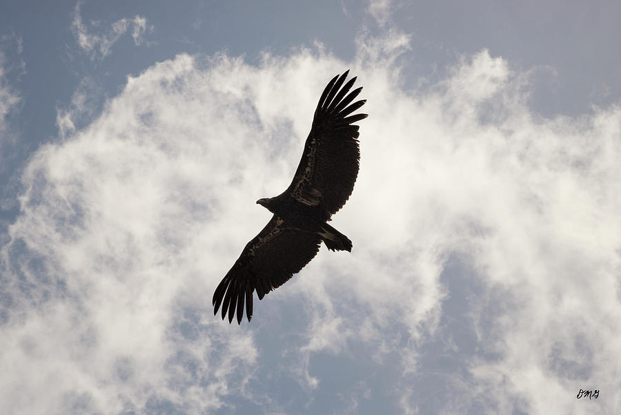 California Condor in Flight Photograph by David Gordon