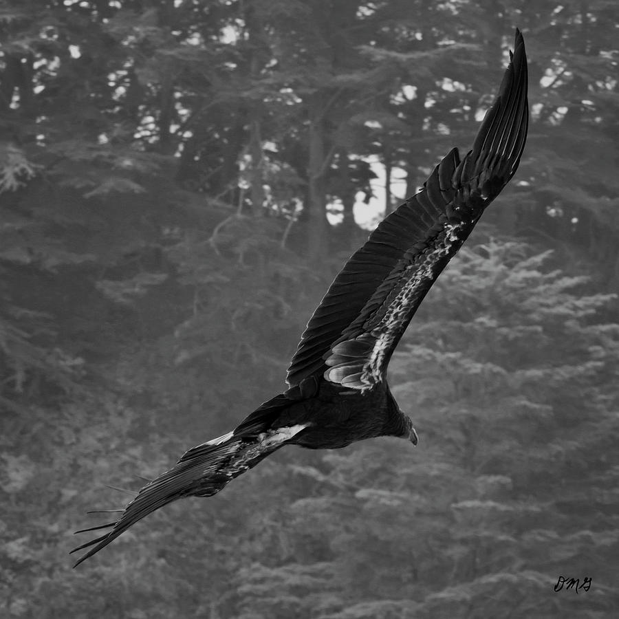 Condor Photograph - California Condor in Flight II BW by David Gordon