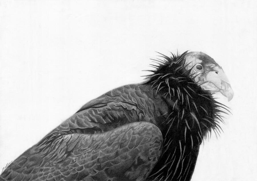 California Condor Drawing by Jacob Rockness Fine Art America