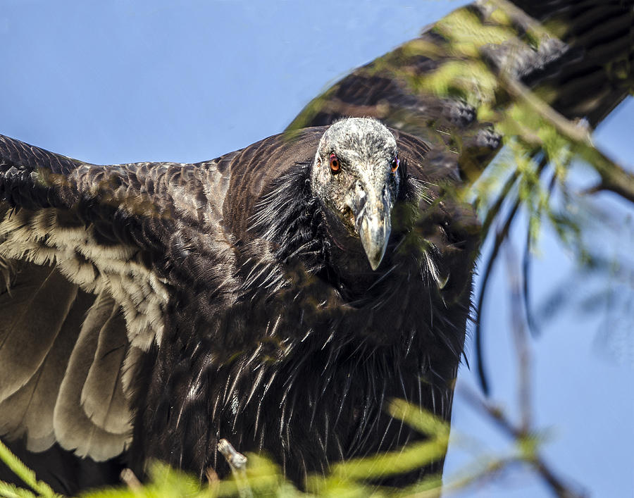 California Condor Portrait Photograph by William Bitman