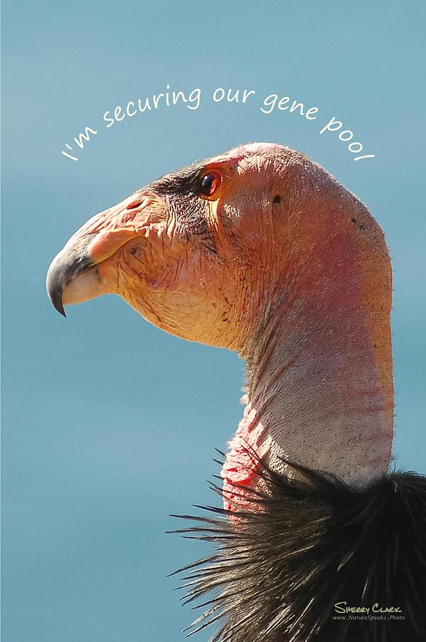 California condor says Im Securing our Gene Pool Photograph by Sherry Clark