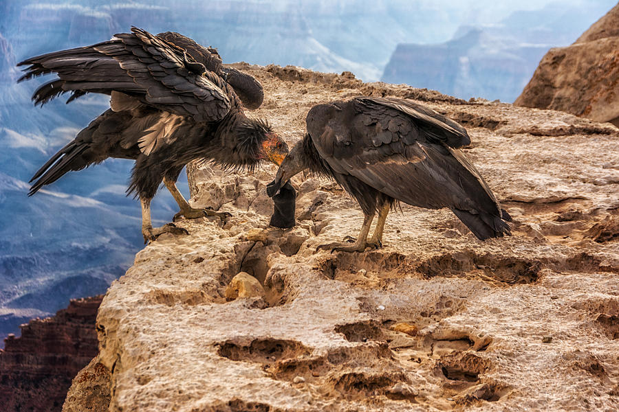 California Condors inspecting a sock Photograph by Claudia Abbott