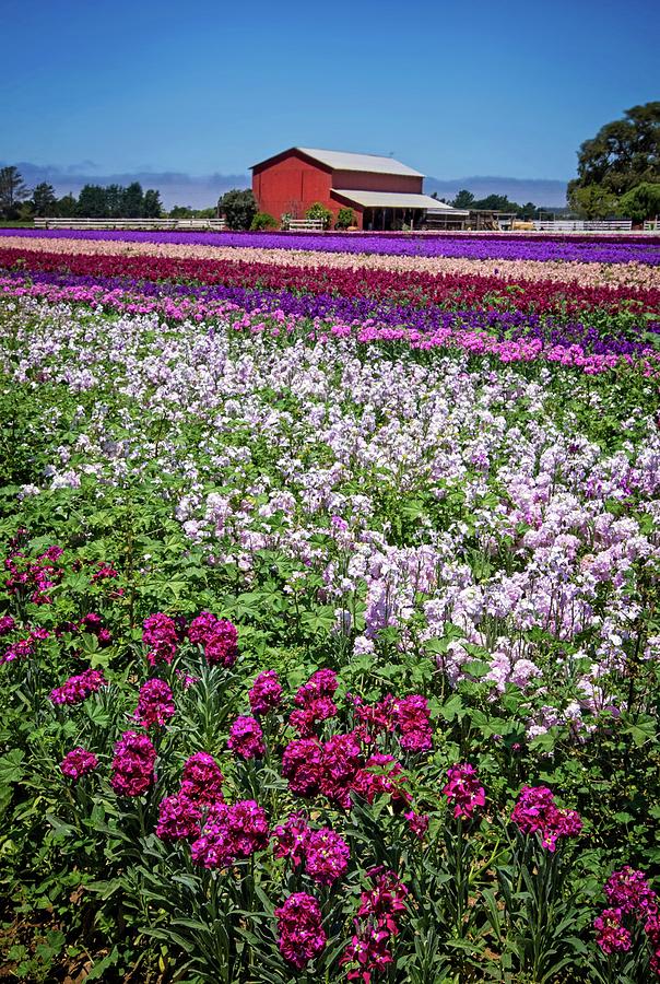 California Country Flower Field Photograph by Lynn Bauer