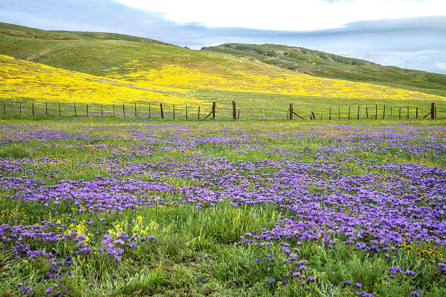 Spring Photograph - California Country by Lynn Bauer