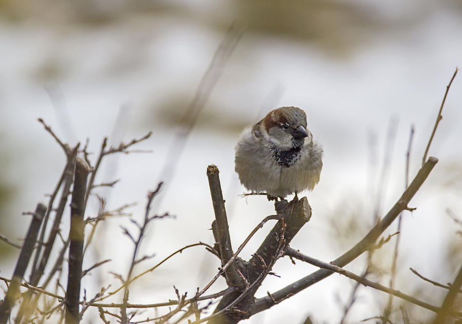 Sparrow Photograph - California Dreaming - House Sparrow - Passer domesticus by Spencer Bush