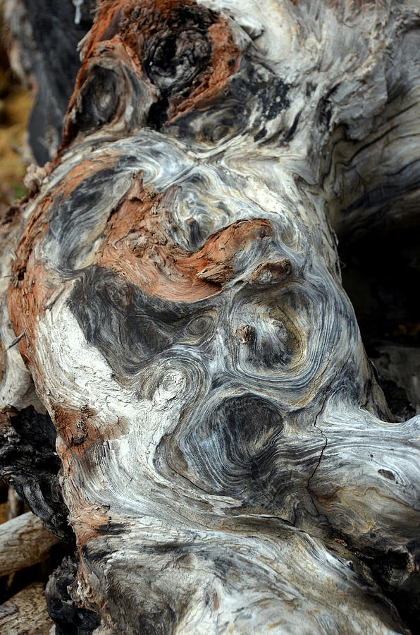 California Driftwood Yeti Photograph by Carla Parris