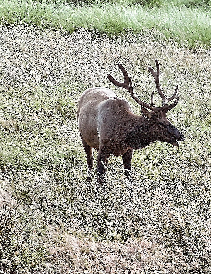 Elk Photograph - California Elk HPIM2765 by Torrey E Smith