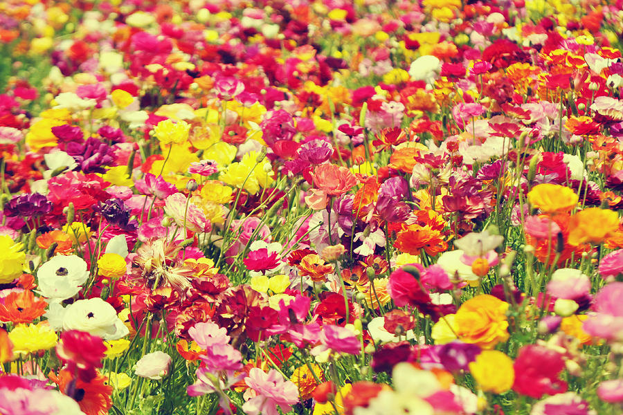 California Fields of Flowers Photograph by Kyle Hanson