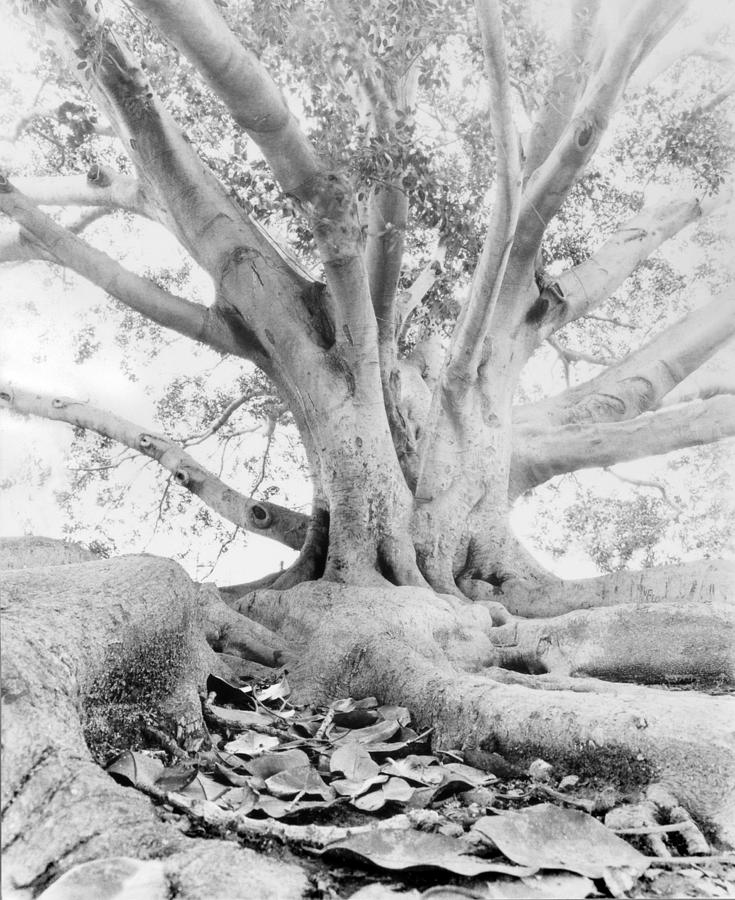 California Fig Tree Photograph by John Gilroy
