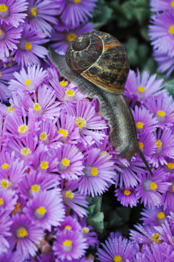 California Garden Snail Photograph by Kyle Hanson