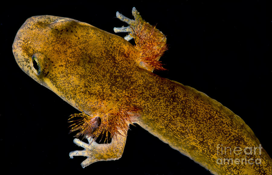 California Giant Salamander Larva Photograph by Dant Fenolio