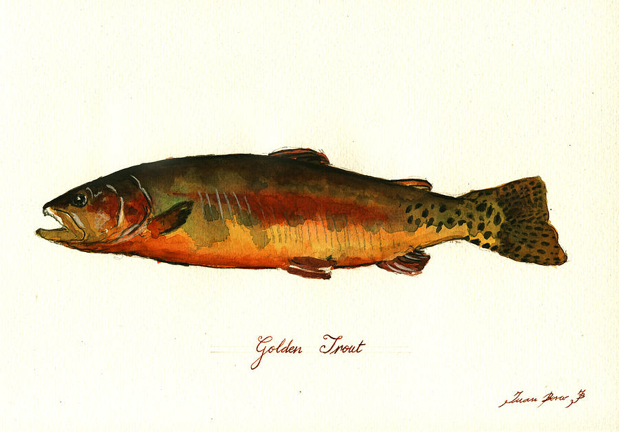 Golden Trout Painting - California golden trout fish by Juan  Bosco