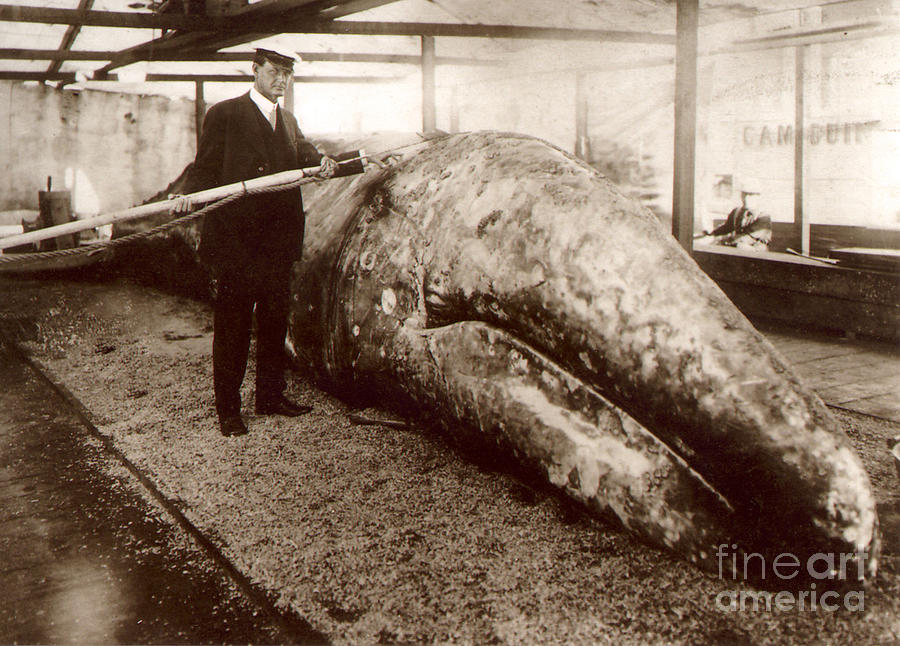 Long Beach Photograph - California Gray Whale and Capt. John D. Loop Circa 1915 by Monterey County Historical Society