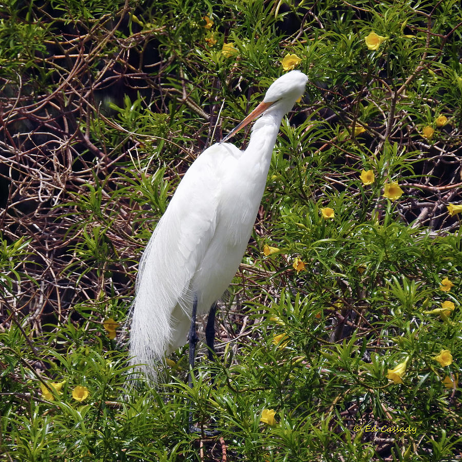 California Great Egret Photograph By Ed Cassady 