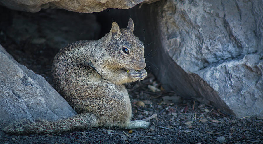 California Ground Squirrel 2 Photograph by Rick Mosher