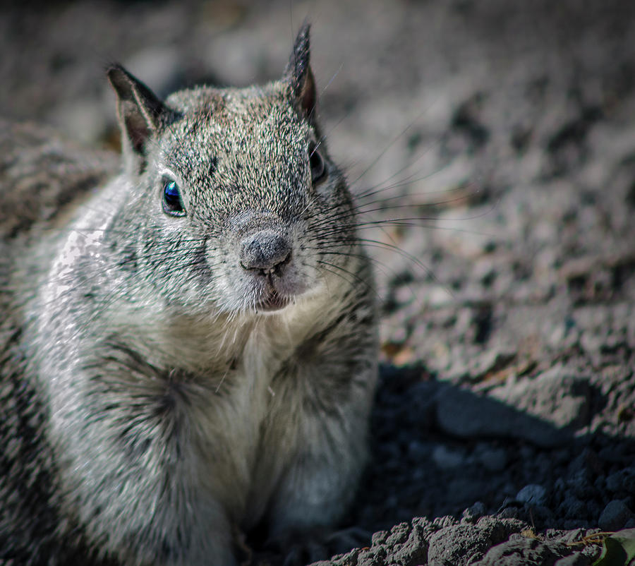 California Ground Squirrel 5 Photograph by Rick Mosher