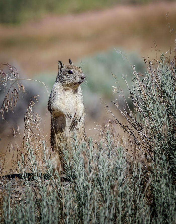 California Ground Squirrel 6 Photograph by Rick Mosher