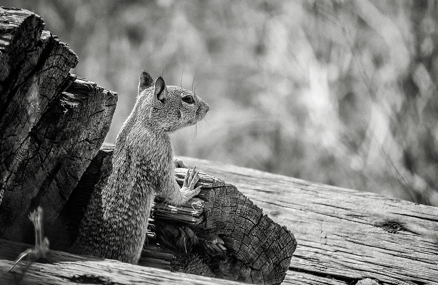 California Ground Squirrel 7 BW Photograph by Rick Mosher