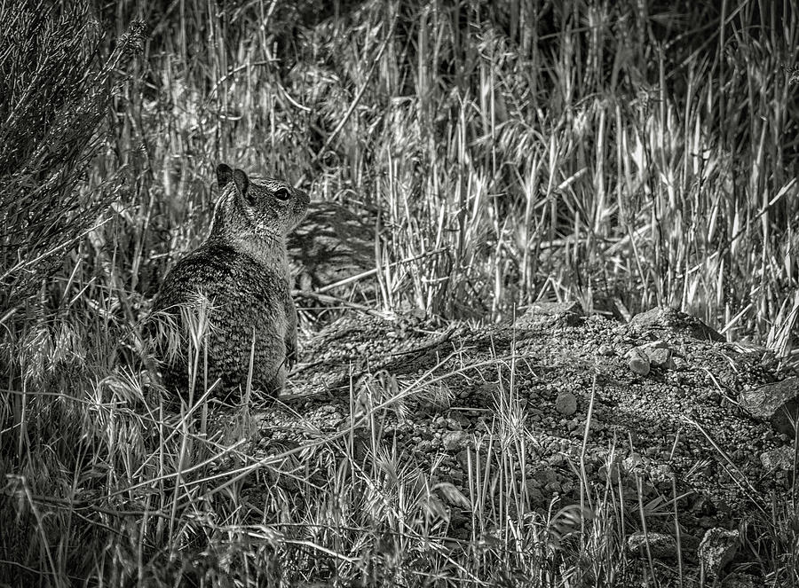 California Ground Squirrel BW Photograph by Rick Mosher