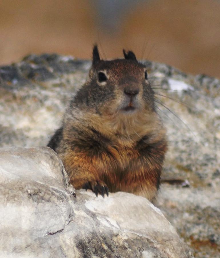 California Ground Squirrel Photograph by John Hughes - Pixels