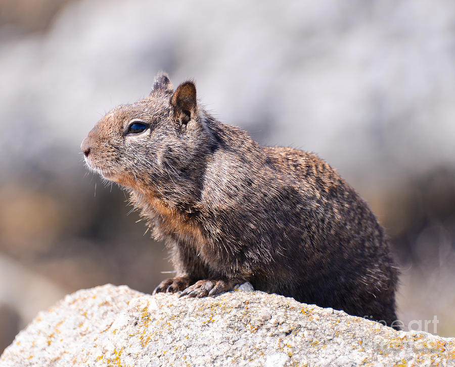 California Ground Squirrel Photograph by Mark Dahmke