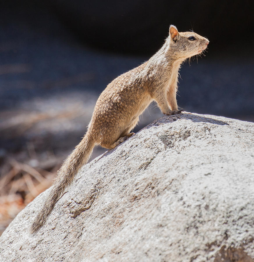 California Ground Squirrel on a Rock Photograph by Melinda Fawver