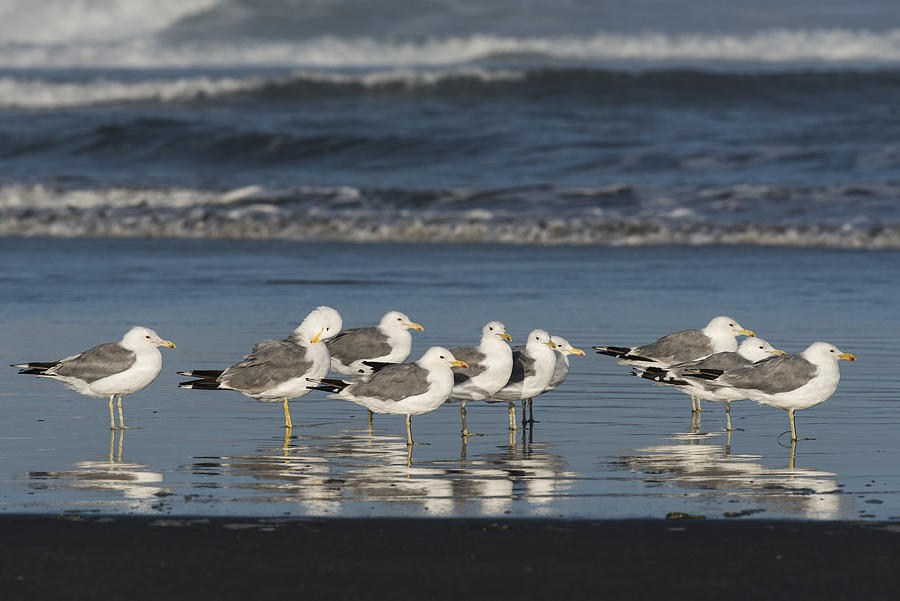California Gulls on the Beach Photograph by Robert Potts