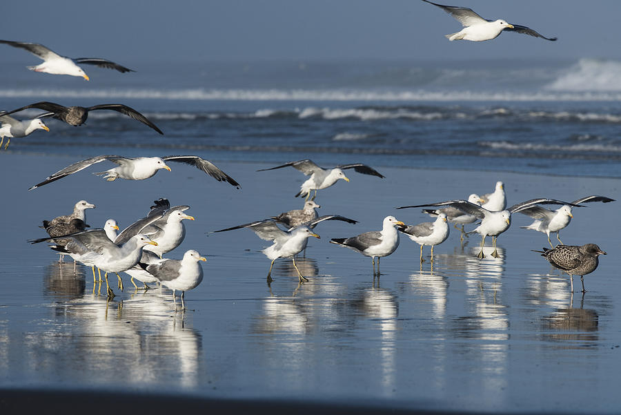California Gulls Photograph by Robert Potts