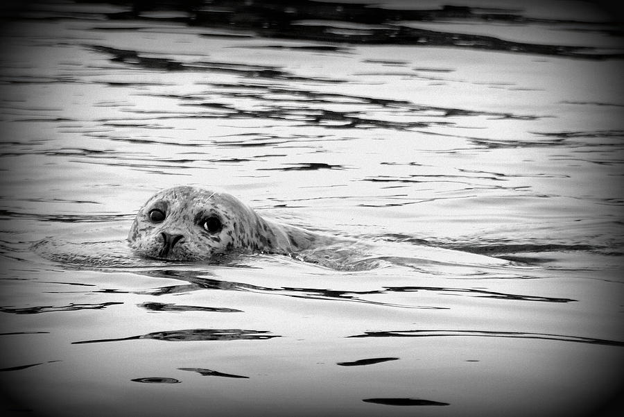 California Harbor Seal Photograph by Carla Parris