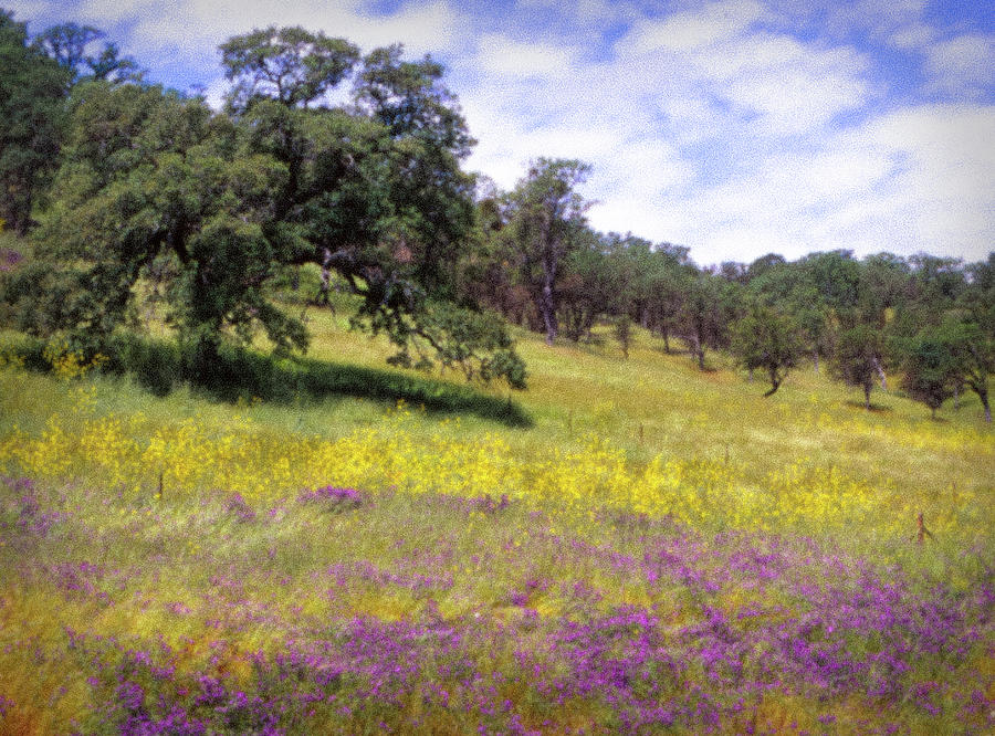Landscape Photograph - California Hills by Samuel M Purvis III