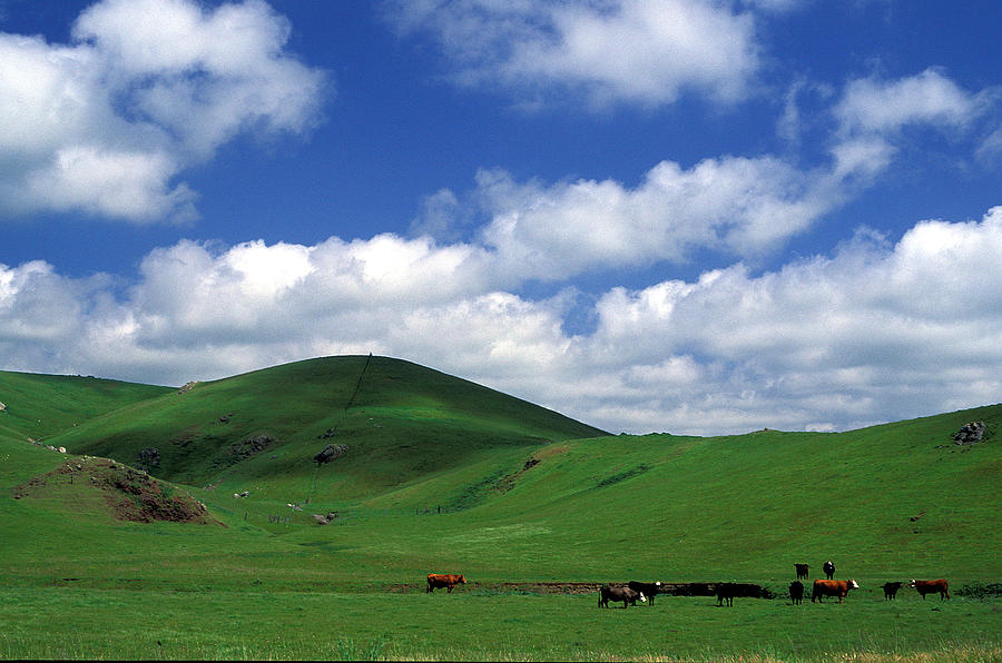Cow Photograph - California Hills with Cows by Kathy Yates