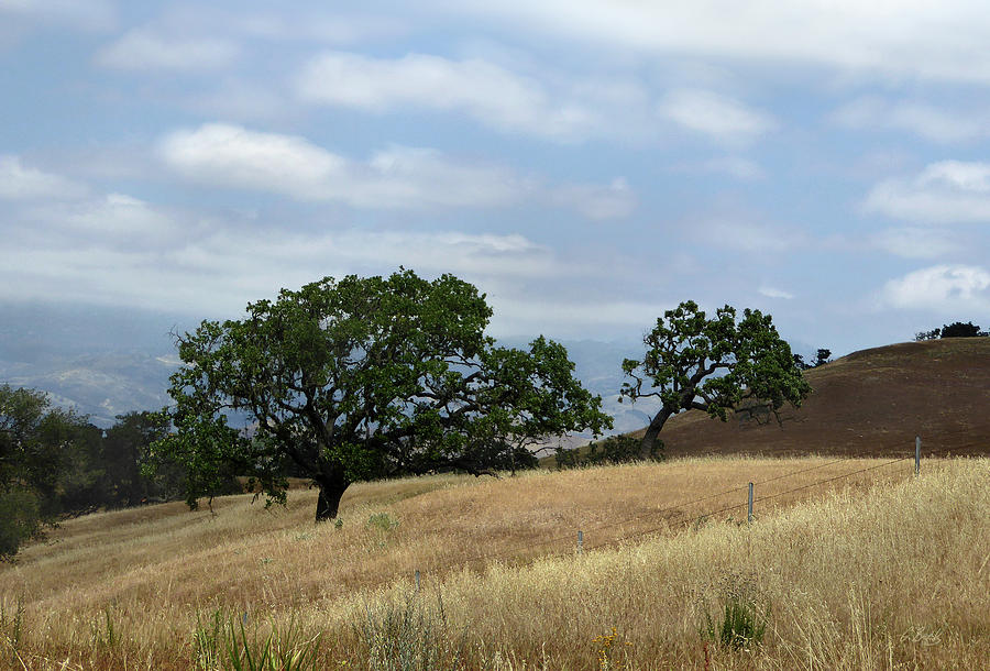 California Hillside Photograph by Gordon Beck