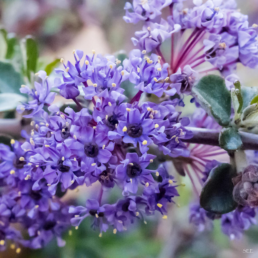 California Lilac Photograph by Susan Eileen Evans