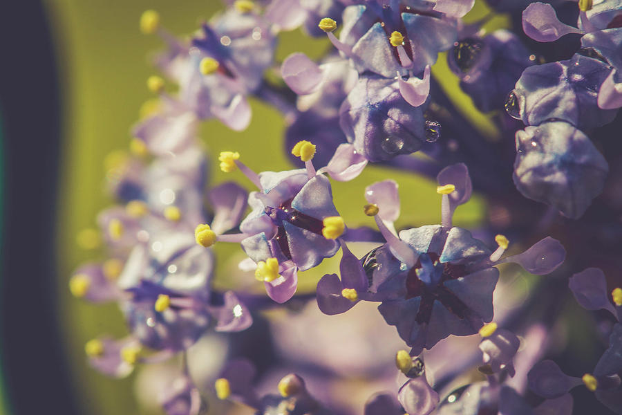 California Lilac Photograph