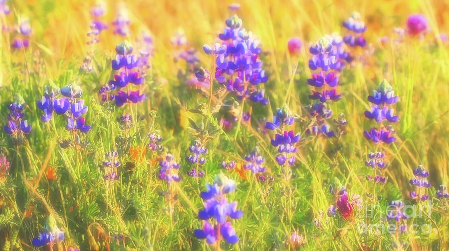 California Lupines Redux Photograph by Gus McCrea