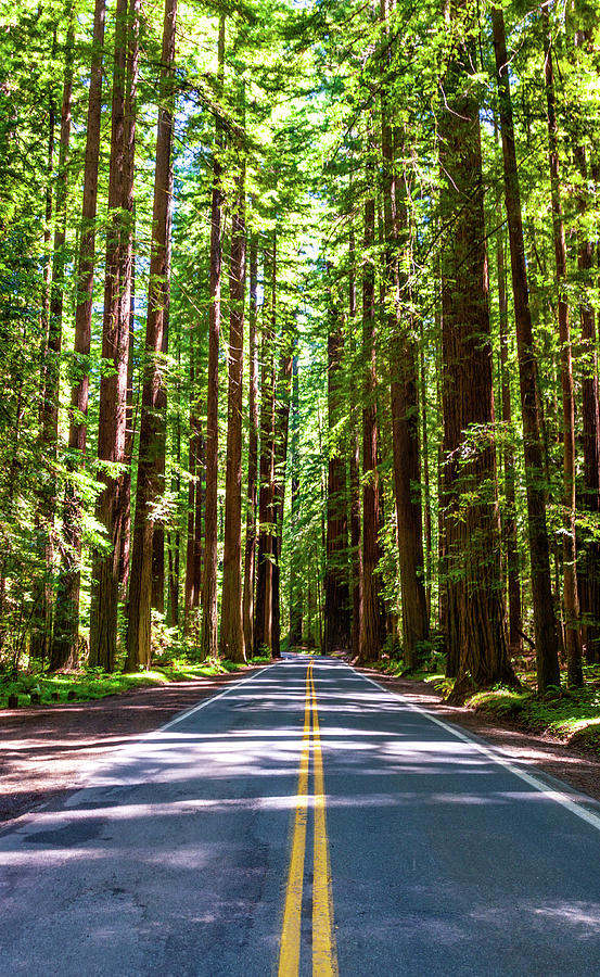 California Majestic Tall Redwood Trees Photograph by Dan Carmichael