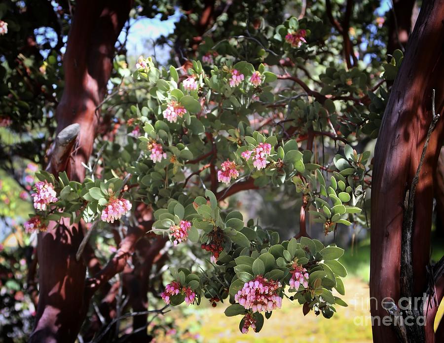 California Manzanitas in Bloom Photograph by Gus McCrea