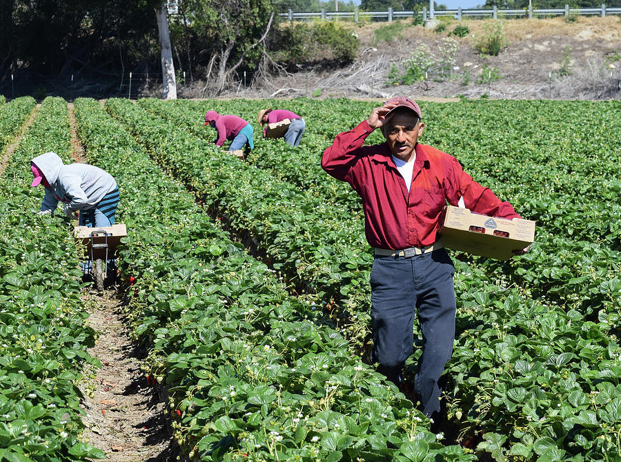 Strawberry Photograph - California Migrant Farm Workers by David A Litman