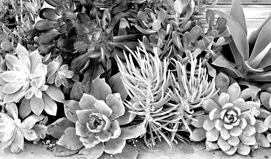 California Mini Dessert Garden in Black and White Photograph by Sherry Hallemeier