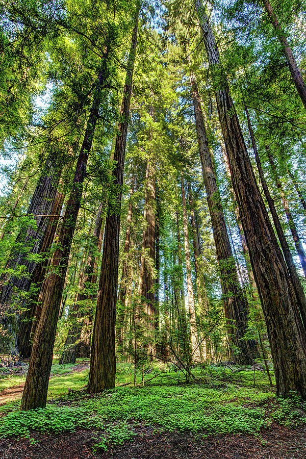 California Mountains -  A  Gathering of Redwoods Photograph by Dan Carmichael