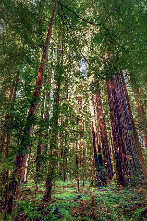 California Mountains -  Crowded Redwoods AP Digital Art by Dan Carmichael