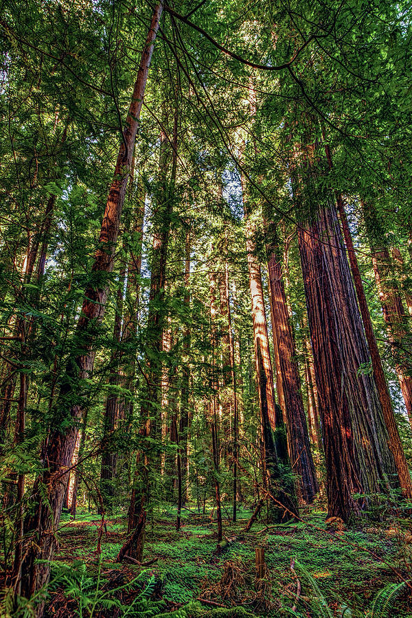California Mountains -  Crowded Redwoods Photograph by Dan Carmichael