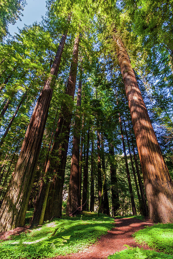 California Mountains -  Trail Thru Redwood Shadows Photograph by Dan Carmichael