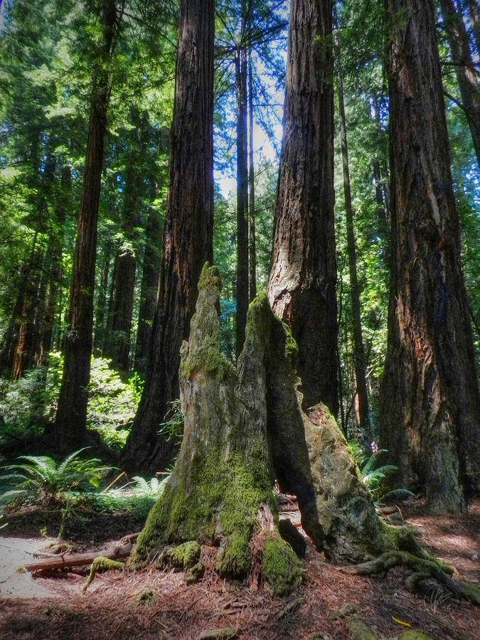California - Muir Woods 006 Photograph by Lance Vaughn